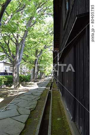 山居倉庫 ケヤキ並木 山居倉庫 ケヤキ並木 80405785