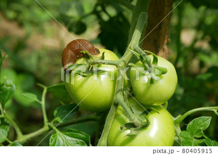 Spanish slug pest Arion vulgaris snail parasitizes on tomato leaves fruit unripe green Solanum lycopersicum leaf vegetables or cabbage lettuce moving in the garden, eating ripe plant crops Spanish slug pest Arion vulgaris snail parasitizes on tomato leaves fruit unripe green Solanum lycopersicum leaf vegetables or cabbage lettuce moving in the garden, eating ripe plant crops 80405915
