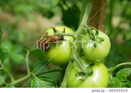 Tomato leaves fruit unripe green spanish slug pest Arion vulgaris snail parasitizes Solanum lycopersicum leaf vegetables or cabbage lettuce moving in the garden, eating ripe plant crops Tomato leaves fruit unripe green spanish slug pest Arion vulgaris snail parasitizes Solanum lycopersicum leaf vegetables or cabbage lettuce moving in the garden, eating ripe plant crops 80405920