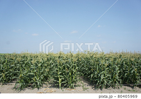 夏のトウキビ畑 夏のトウキビ畑 80405969