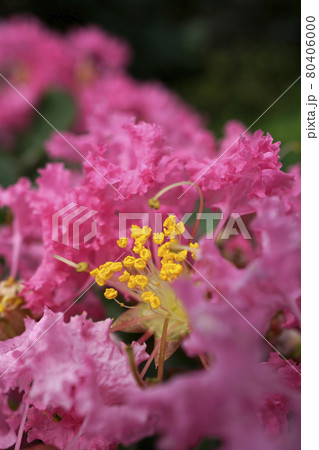 ピンクのサルスベリの花のアップ 80406000