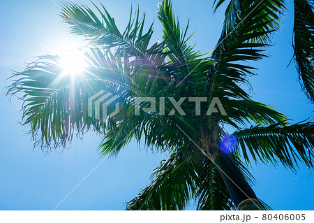 晴れた日の太陽光が差し込むヤシの木 晴れた日の太陽光が差し込むヤシの木 80406005