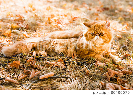 Red Persian cat with a leash walking in the yard. 80406079