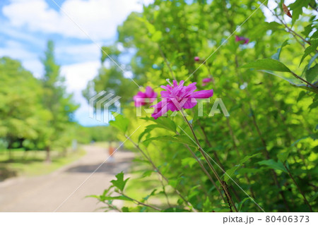 ムクゲの花 80406373