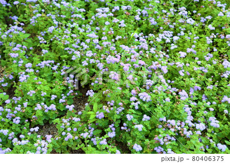 アゲラタムの花 80406375