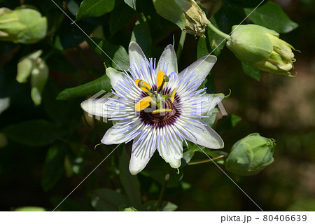 トケイソウ 80406639