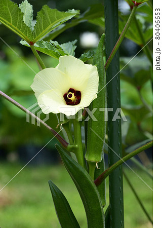 オクラの花 80406653