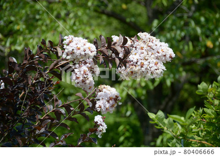 サルスベリ 80406666