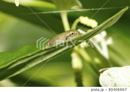 モリアオガエル幼体 モリアオガエル幼体 80406667