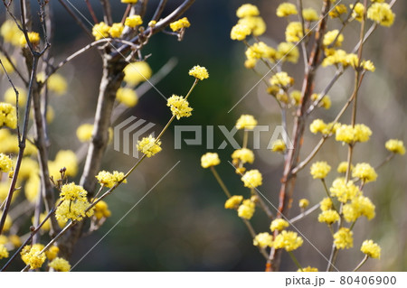 山茱萸の花 山茱萸の花 80406900