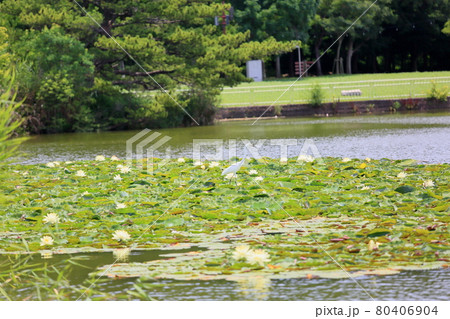 シラサギ　鳥 80406904