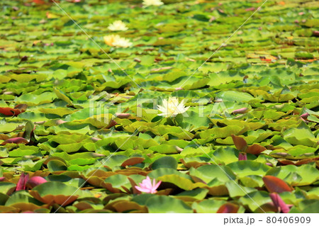 スイレンの花 スイレンの花 80406909
