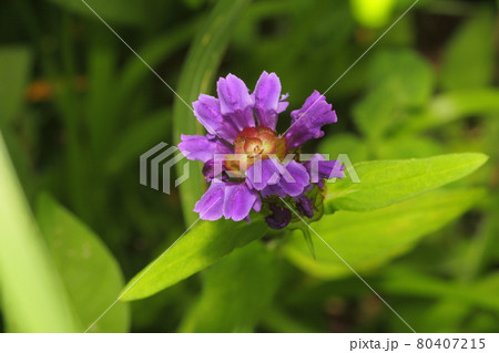 ウツボグサ　靫草　山野草 80407215