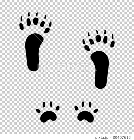 Squirrel footprints Squirrel footprints 80407613