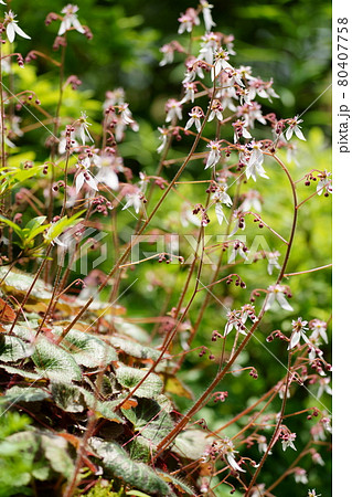 ユキノシタの花 80407758