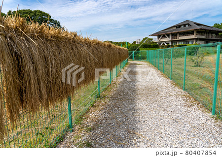 愛知県弥富市　弥富野鳥園の観察池からの観察路 80407854