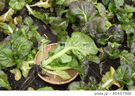 収穫した高菜 80407986