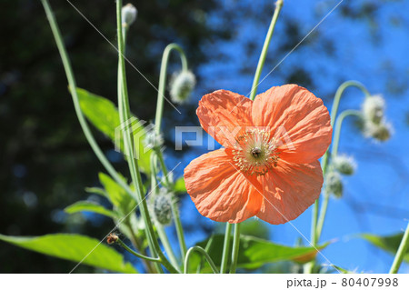 Closeup of a peach poppy against a blue sky Closeup of a peach poppy against a blue sky 80407998