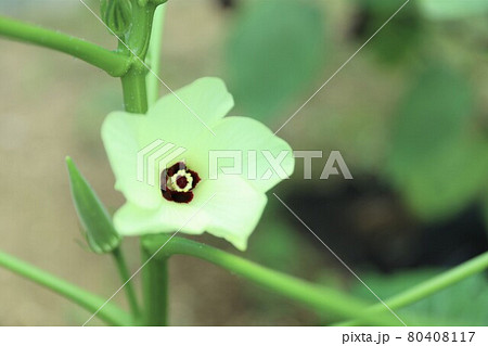 オクラの花（横アングル） 80408117