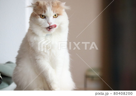 猫舌 猫舌 80408200