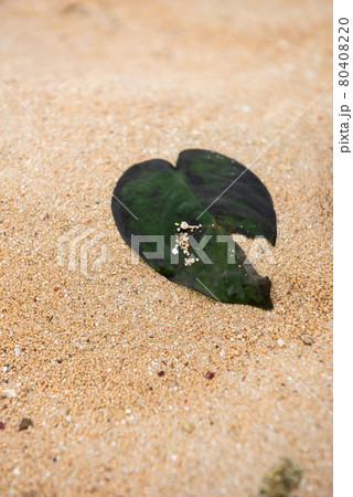 Closeup of a tiny star shaped sand on mangrove green leaf. Iriomote Island. Closeup of a tiny star shaped sand on mangrove green leaf. Iriomote Island. 80408220