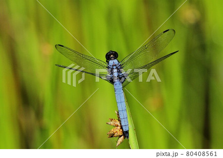 オオシオカラトンボ　オス 80408561