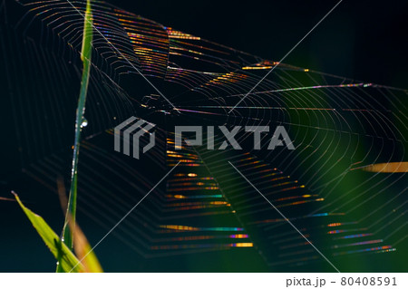 虹色に輝くクモの巣　 80408591