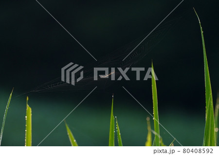 クモの巣　 80408592
