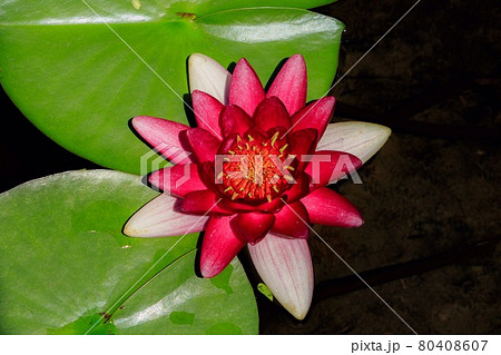 水上に咲く睡蓮の花 80408607