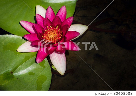 水上に咲く睡蓮の花 80408608