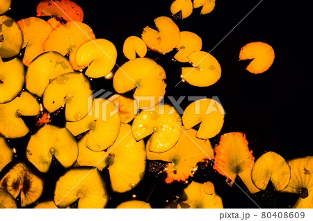 水上に浮かぶ睡蓮の葉 80408609