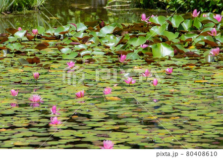 水上に咲く睡蓮の花 80408610