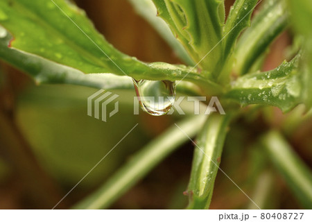 マツバギク(松葉菊)の葉に付いた雫がフレッシュ マツバギク(松葉菊)の葉に付いた雫がフレッシュ 80408727