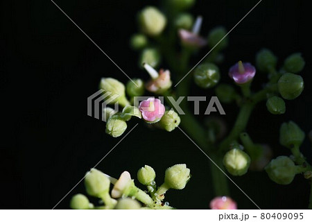 ヤブガラシの花 80409095