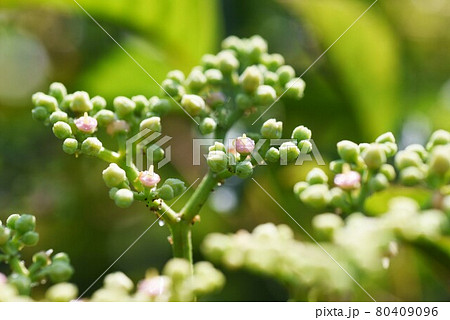 ヤブガラシの花 ヤブガラシの花 80409096