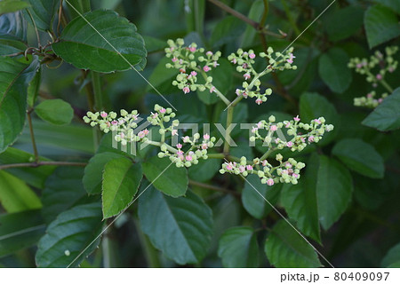ヤブガラシの花 ヤブガラシの花 80409097