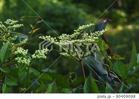 ヤブガラシの花 ヤブガラシの花 80409098