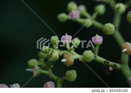 ヤブガラシの花 80409100