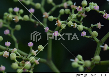 ヤブガラシの花 80409101