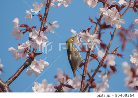 メジロと桜 メジロと桜 80409264