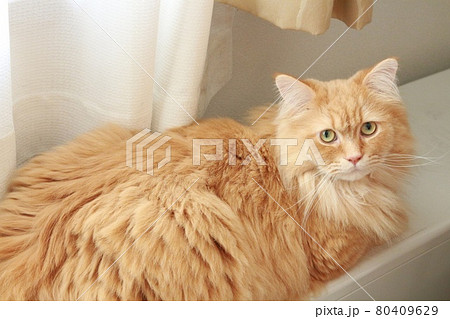 暖房の上に座ってこちらを見ているラガマフィンの成猫 暖房の上に座ってこちらを見ているラガマフィンの成猫 80409629