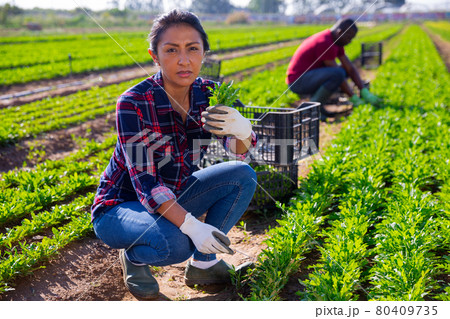 Latino woman cuts fresh arugula and puts in a crate Latino woman cuts fresh arugula and puts in a crate 80409735
