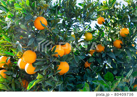 Closeup on ripe orange fruit growing in garden Closeup on ripe orange fruit growing in garden 80409736