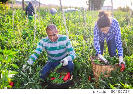 Farm family gathering crop of sweet peppers in garden Farm family gathering crop of sweet peppers in garden 80409737