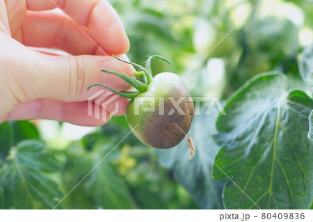 尻腐れのトマト2 80409836