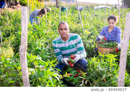 Farm worker gathering crop of bell peppers on vegetable field 80409837