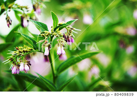植物 "コンフリー”　 80409839