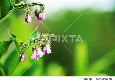 植物 "コンフリー”　 80409840