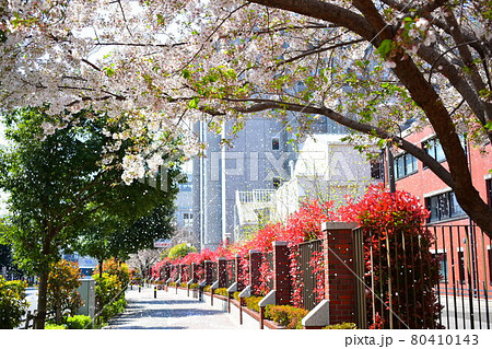 立教大学 桜 立教大学 桜 80410143