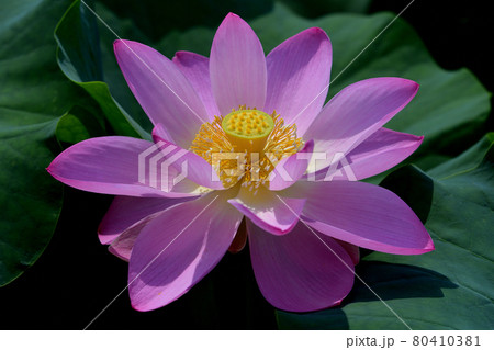 蓮の花 蓮の花 80410381